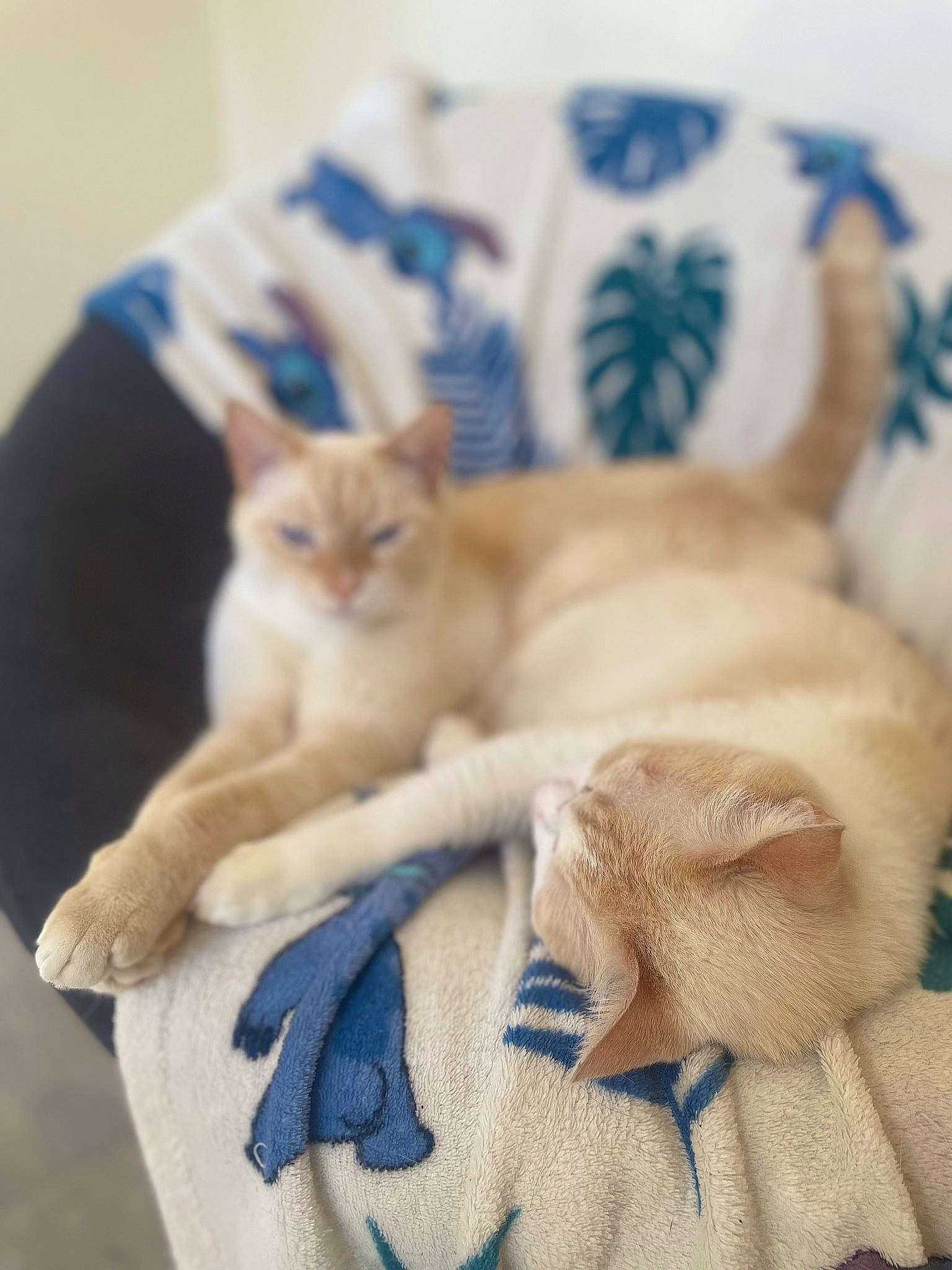 Timon a rejoint le concours — aidez-le/la à gagner de superbes lots ! bed, bedding, blue, carnivore, cat, cat_supply, comfort, domestic_short_haired_cat, fawn, felidae, fur, linens, nap, paw, room, small_to_medium_sized_cats, tail, textile, whiskers, wood