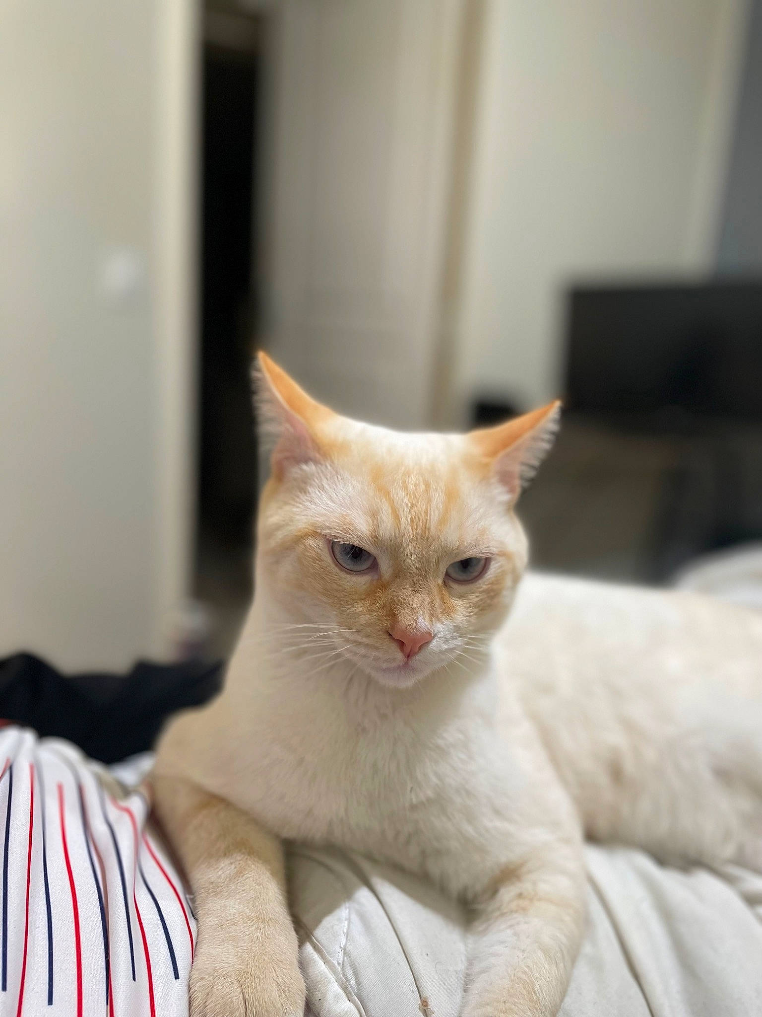 Timon a rejoint le concours — aidez-le/la à gagner de superbes lots ! carnivore, cat, claw, comfort, domestic_short_haired_cat, fawn, felidae, fur, paw, small_to_medium_sized_cats, snout, tail, terrestrial_animal, whiskers