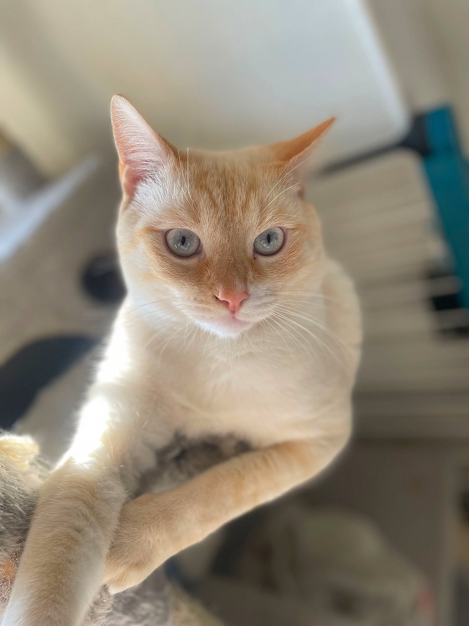 Timon a rejoint le concours — aidez-le/la à gagner de superbes lots ! carnivore, cat, claw, domestic_short_haired_cat, fawn, felidae, fur, paw, small_to_medium_sized_cats, snout, tail, whiskers, window