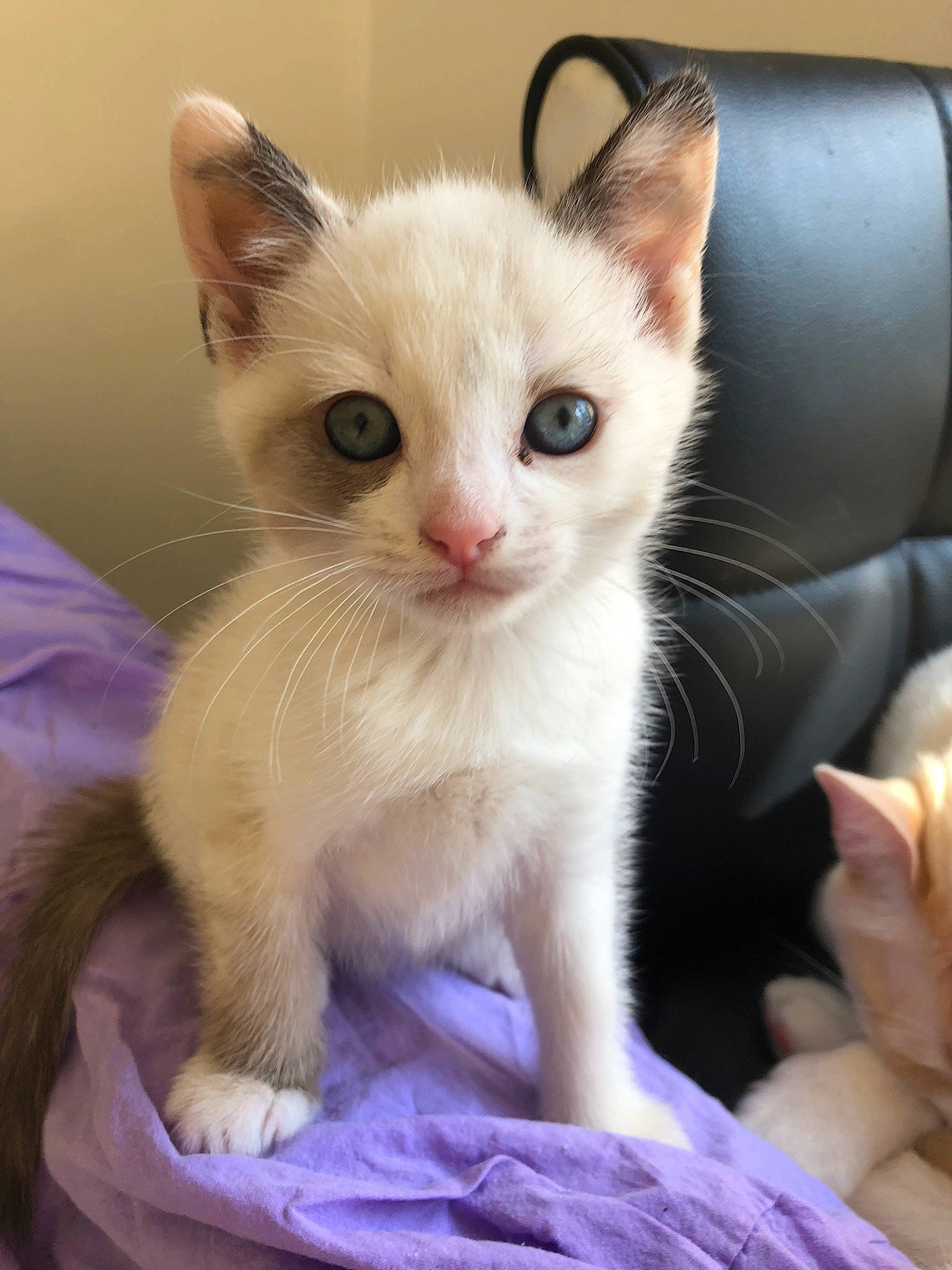 Topaze participe au concours pour gagner de l'argent avec cette photo : carnivore, cat, claw, comfort, domestic_short_haired_cat, fawn, felidae, fur, iris, paw, sleeper_chair, small_to_medium_sized_cats, snout, tail, whiskers