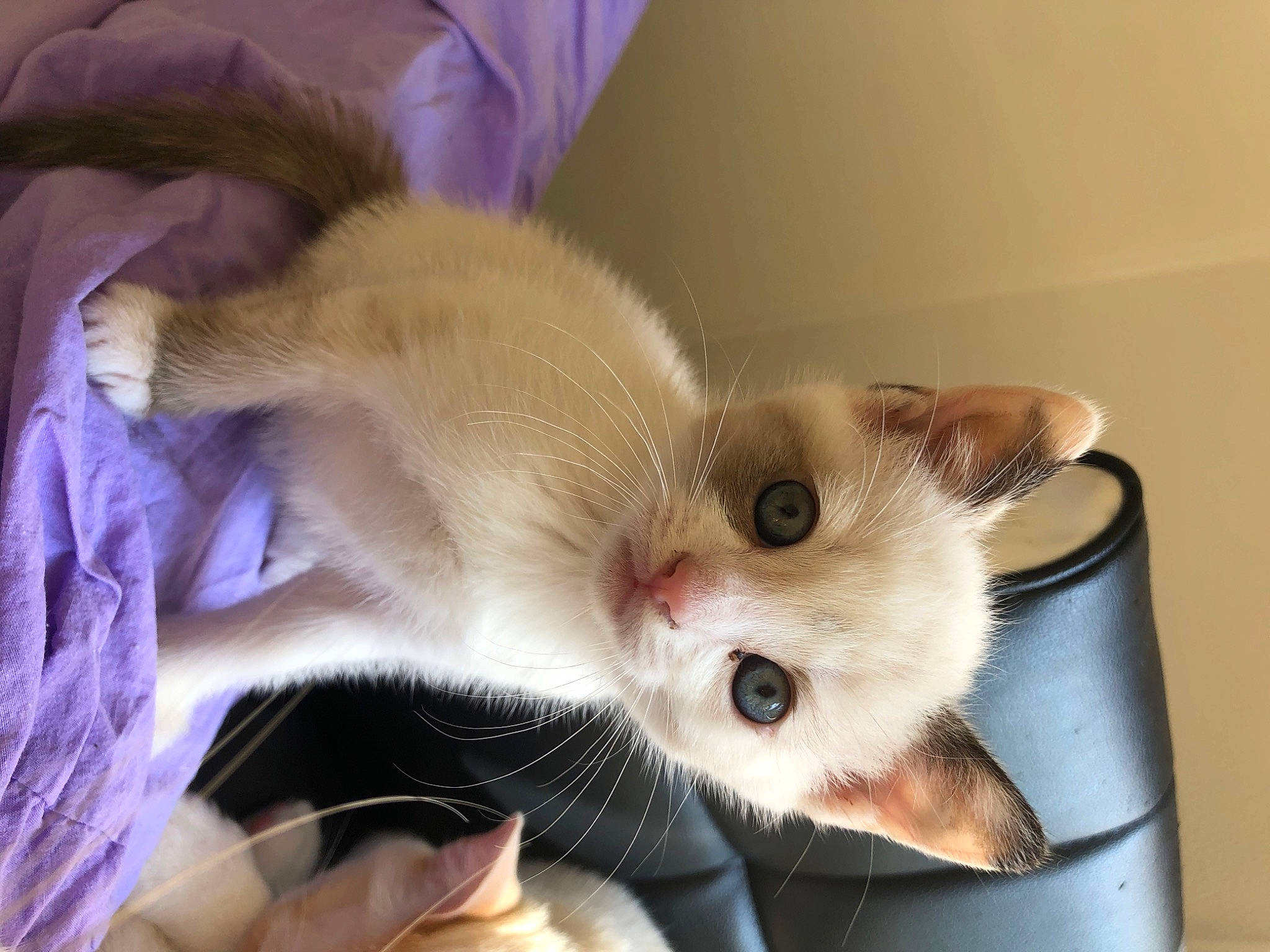 Topaze participe au concours pour gagner de l'argent avec cette photo : carnivore, cat, claw, comfort, domestic_short_haired_cat, ear, fawn, felidae, fur, paw, small_to_medium_sized_cats, snout, tail, whiskers