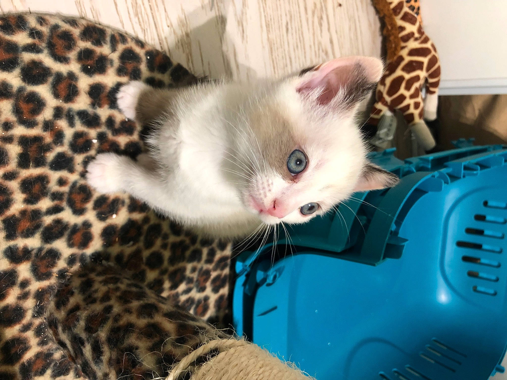 Topaze a rejoint le concours — aidez-le/la à gagner de superbes lots ! carnivore, cat, cat_supply, claw, comfort, domestic_short_haired_cat, electric_blue, felidae, fur, paw, pet_supply, small_to_medium_sized_cats, snout, tail, vertebrate, whiskers