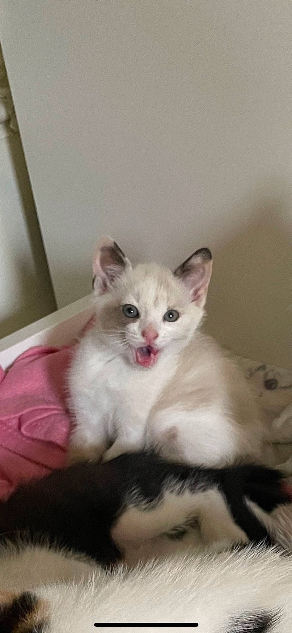 Topaze participe au concours pour gagner de l'argent avec cette photo : carnivore, cat, claw, comfort, domestic_short_haired_cat, ear, eye, fawn, felidae, fur, head, iris, paw, small_to_medium_sized_cats, snout, tail, terrestrial_animal, whiskers, window