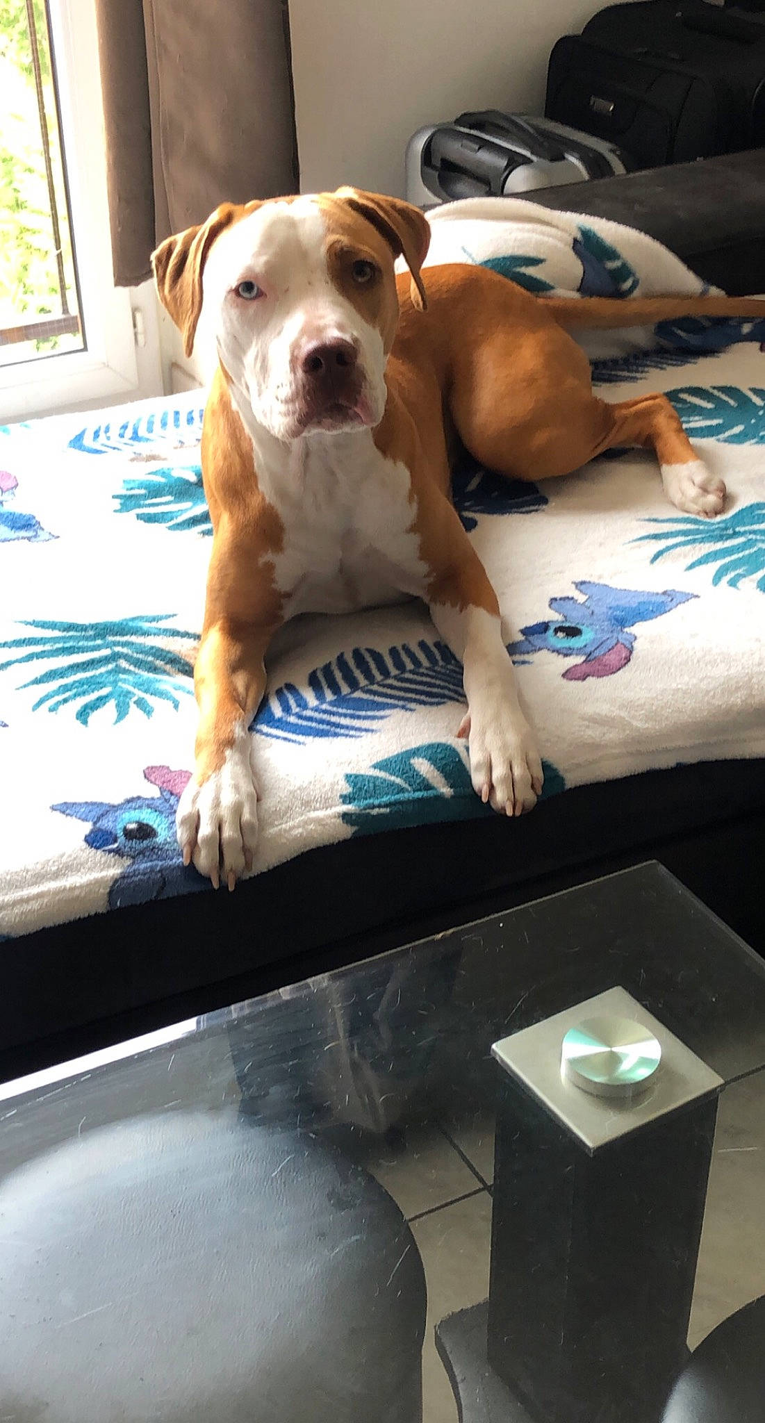 Raïna a rejoint le concours — aidez-le/la à gagner de superbes lots ! art, ball, blue, carnivore, collar, comfort, companion_dog, dog, dog_breed, dog_collar, dog_supply, fawn, flooring, linens, pet_supply, picture_frame, sporting_group, table, window, working_animal