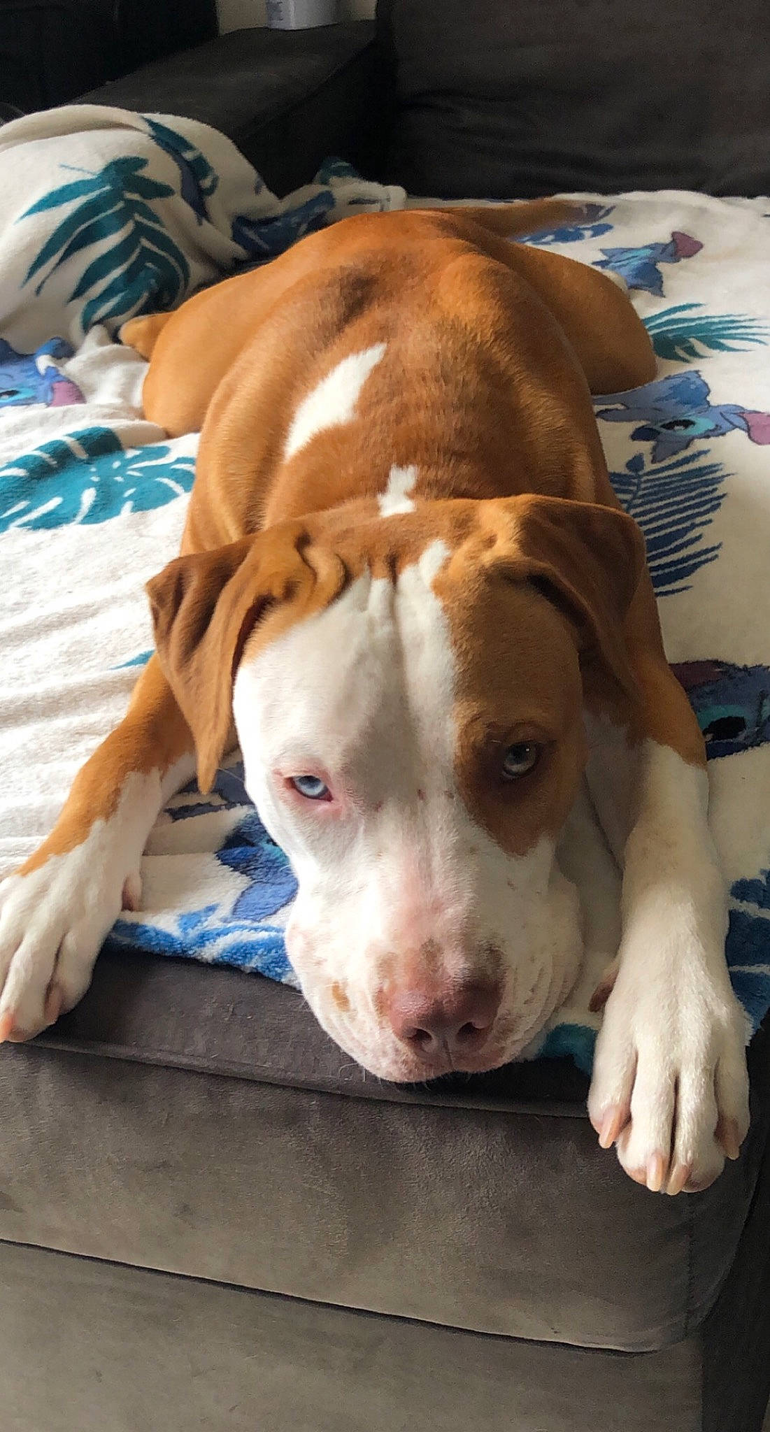 Raïna a rejoint le concours — aidez-le/la à gagner de superbes lots ! canidae, carnivore, collar, companion_dog, dog, dog_breed, fawn, hunting_dog, liver, non_sporting_group, pet_supply, snout, sporting_group, whiskers, wood, working_animal, working_dog