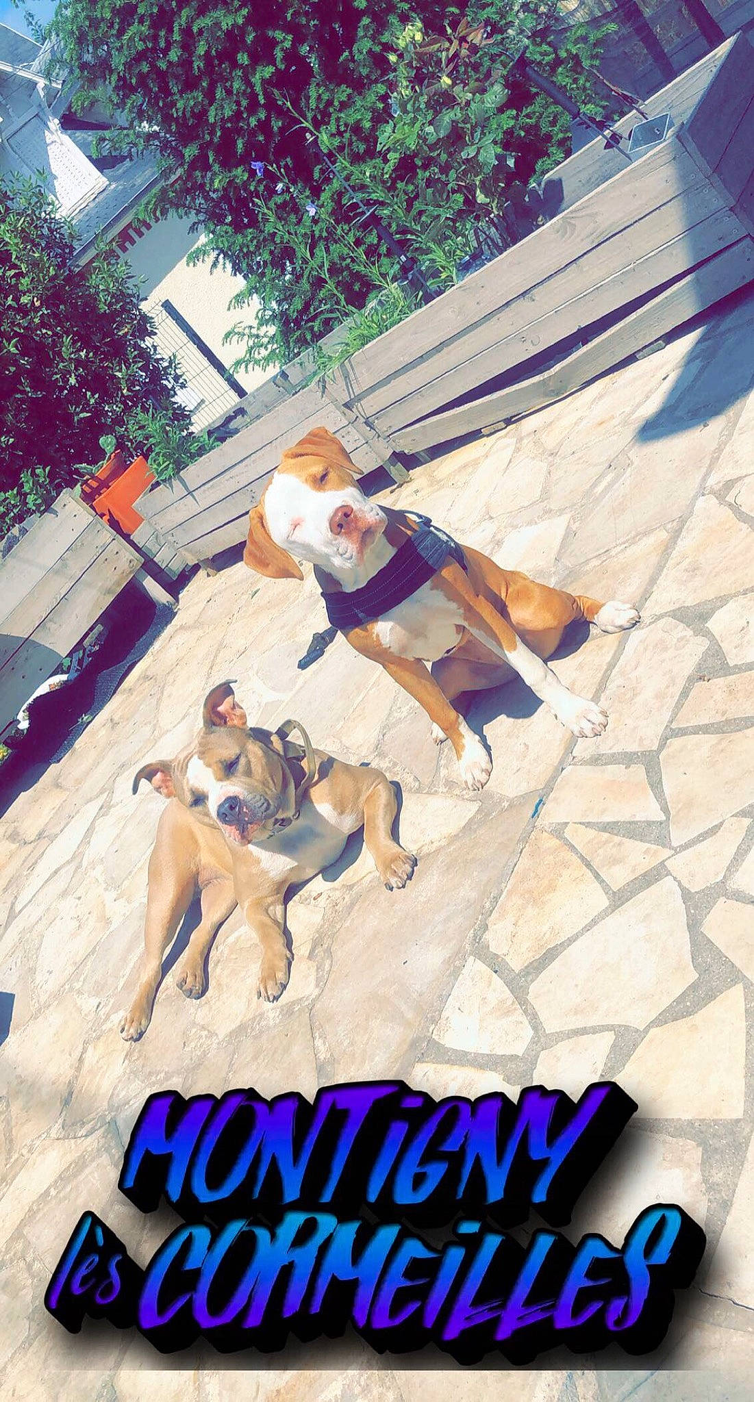 Raïna a rejoint le concours — aidez-le/la à gagner de superbes lots ! art, blue, chair, companion_dog, event, fictional_character, flooring, font, fun, grass, leisure, logo, photo_caption, plant, recreation, shorts, sunglasses, t_shirt, tree, vacation