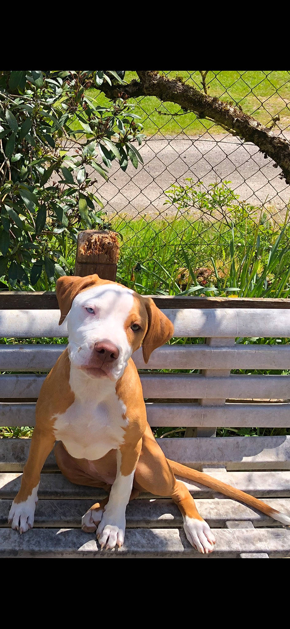 Raïna a rejoint le concours — aidez-le/la à gagner de superbes lots ! bench, carnivore, collar, companion_dog, dog, dog_breed, dog_collar, dog_supply, fawn, fence, grass, hound, mesh, outdoor_bench, paw, pet_supply, plant, tail, wood, working_animal