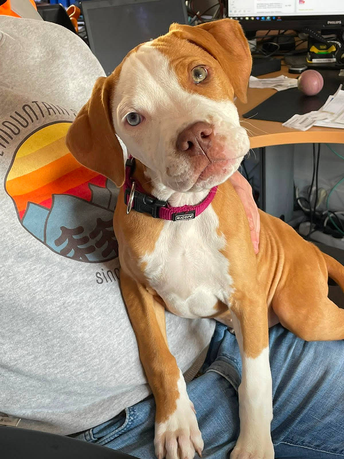 Raïna a rejoint le concours — aidez-le/la à gagner de superbes lots ! carnivore, collar, companion_dog, computer_keyboard, computer_monitor, desk, dog, dog_breed, dog_collar, dog_supply, fawn, input_device, leash, liver, peripheral, pet_supply, snout, sporting_group, whiskers, working_animal