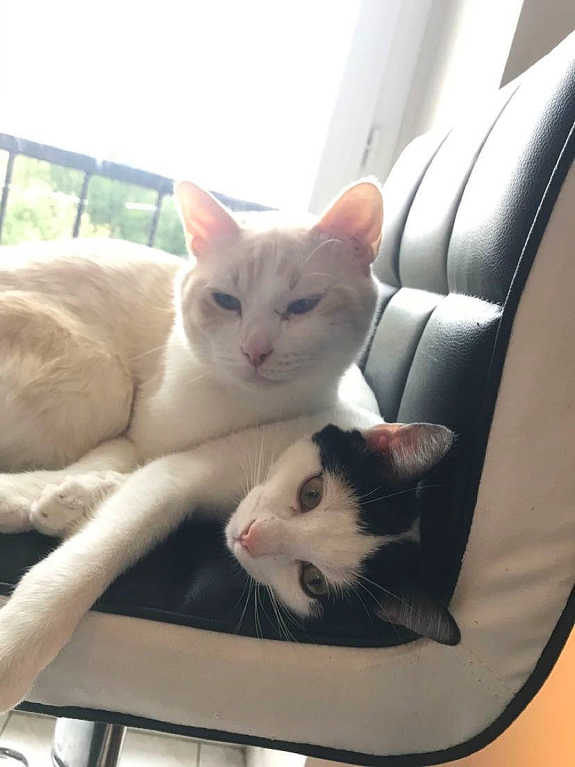 Pumba a rejoint le concours — aidez-le/la à gagner de superbes lots ! aegean_cat, asian, burmilla, carnivore, cat, domestic_short_haired_cat, eye, fawn, felidae, khao_manee, kitten, mammal, ojos_azules, small_to_medium_sized_cats, turkish_van, whiskers