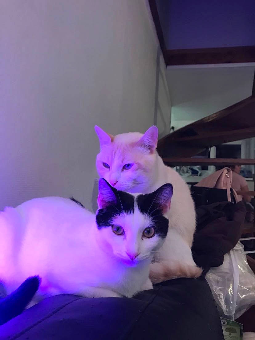 Pumba a rejoint le concours — aidez-le/la à gagner de superbes lots ! carnivore, cat, ear, felidae, fur, kitten, plant, purple, small_to_medium_sized_cats, tail, turkish_angora, turkish_van, violet, whiskers