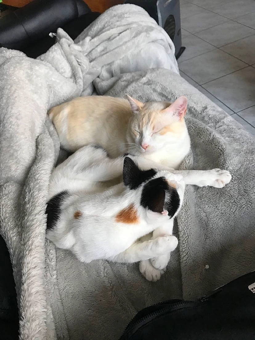 Pumba participe au concours pour gagner de l'argent avec cette photo : aegean_cat, canidae, carnivore, cat, dog_breed, european_shorthair, fawn, felidae, fur, kitten, nap, paw, small_to_medium_sized_cats, sporting_group, tail, turkish_van, whiskers