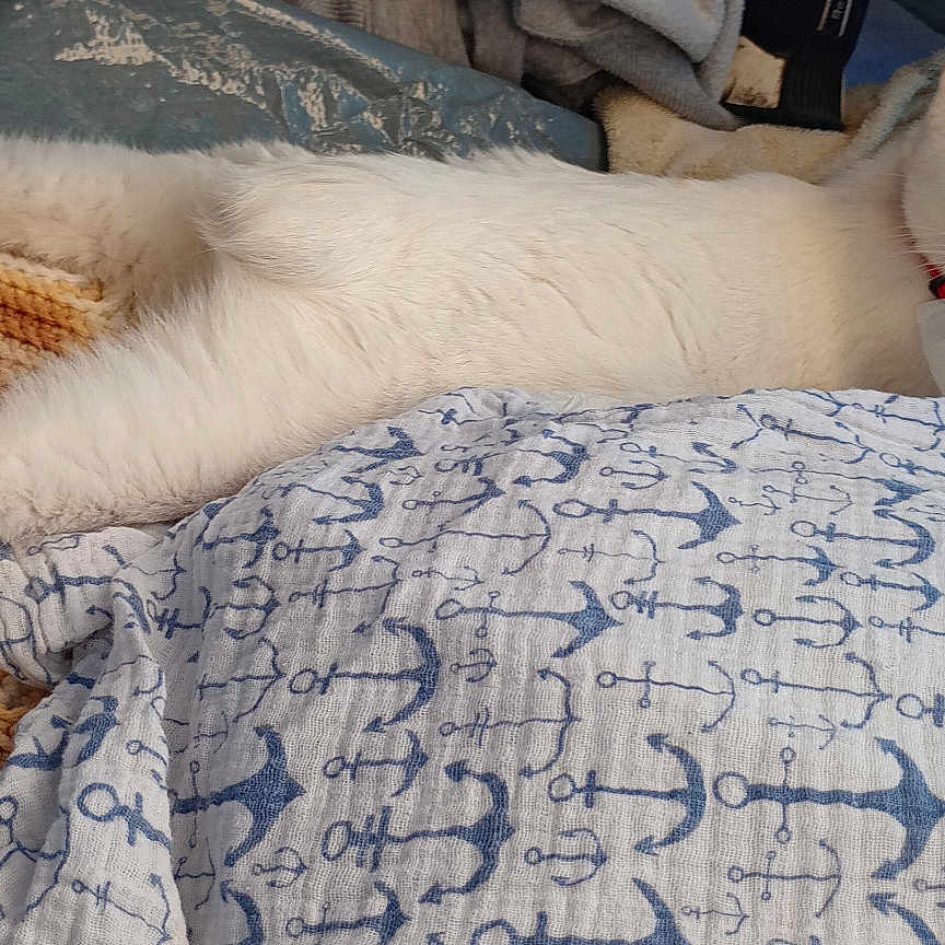 Brooklyn Brookie is registered to the contest to win money with this photo: abyssinian, angora, animal, bed, bedroom, blanket, cat, couch, cushion, electronics, furniture, homedecor, indoors, kitten, linen, manx, pet, quilt, room, siamese