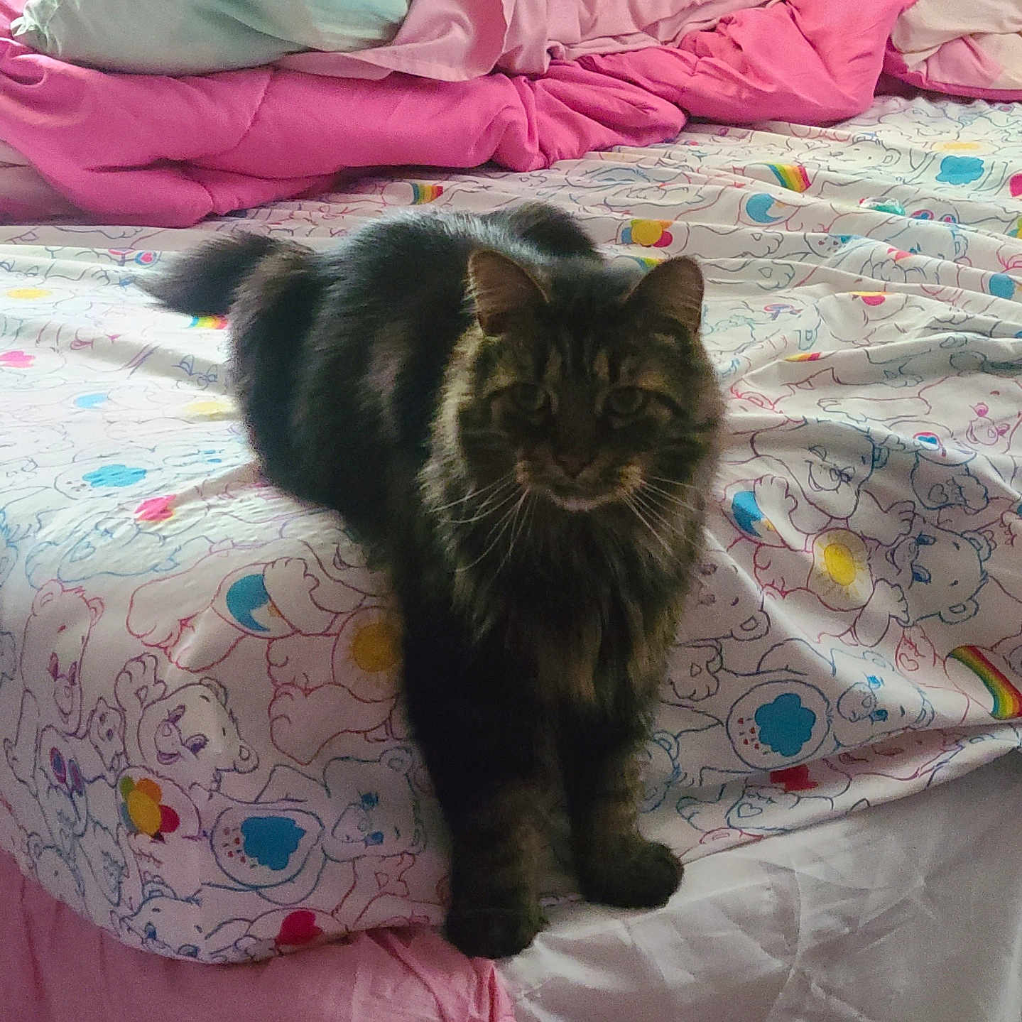 Moshe is registered to the contest to win money with this photo: animal, bed, blanket, cartoon, cat, colorful, cozy, cute, feline, green, indoor, patterned, pet, pillow, pink, resting, sleepy, soft, striped, tabby