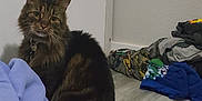 Moshe is registered to the contest to win money with this photo: cat, clothes, collar, cozy, curious, domestic_animal, door_hinge, fabric, feline, floor, fur, home, indoor, pet, pile, sitting, tabby, tail, wall, wooden_floor