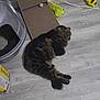 animal, blue, cable, cardboard_scratch_pad, cat, cat_toys, collar, feline, floor, fluffy, gray, household, indoor, litter_box, pet, relaxed, resting, tabby_cat, wooden_floor, yellow