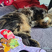 Moshe is registered to the contest to win money with this photo: animal, blanket, cat, closeup, colorful, cozy, cute, fur, hairbrush, indoor, paw, pet, princess, purple, relaxed, resting, sleeping, soft, tabby_cat, toy