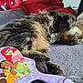 animal, blanket, cat, closeup, colorful, cozy, cute, fur, hairbrush, indoor, paw, pet, princess, purple, relaxed, resting, sleeping, soft, tabby_cat, toy
