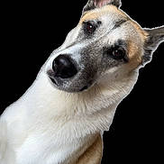 Sky participe au concours pour gagner de l'argent avec cette photo : dog, canine, pet, fur, head_tilt, ears, face, animal, portrait, white_fur, brown_fur, isolated, studio_style, cute, domestic_animal, looking, alert, friendly, mammal, companion