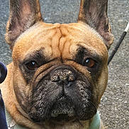 Perle a rejoint le concours — aidez-le/la à gagner de superbes lots ! dog, french_bulldog, pet, animal, close_up, portrait, ears, brown_fur, black_muzzle, harness, outdoor, pavement, canine, face, fur, leash, expression, alert, companion, cute