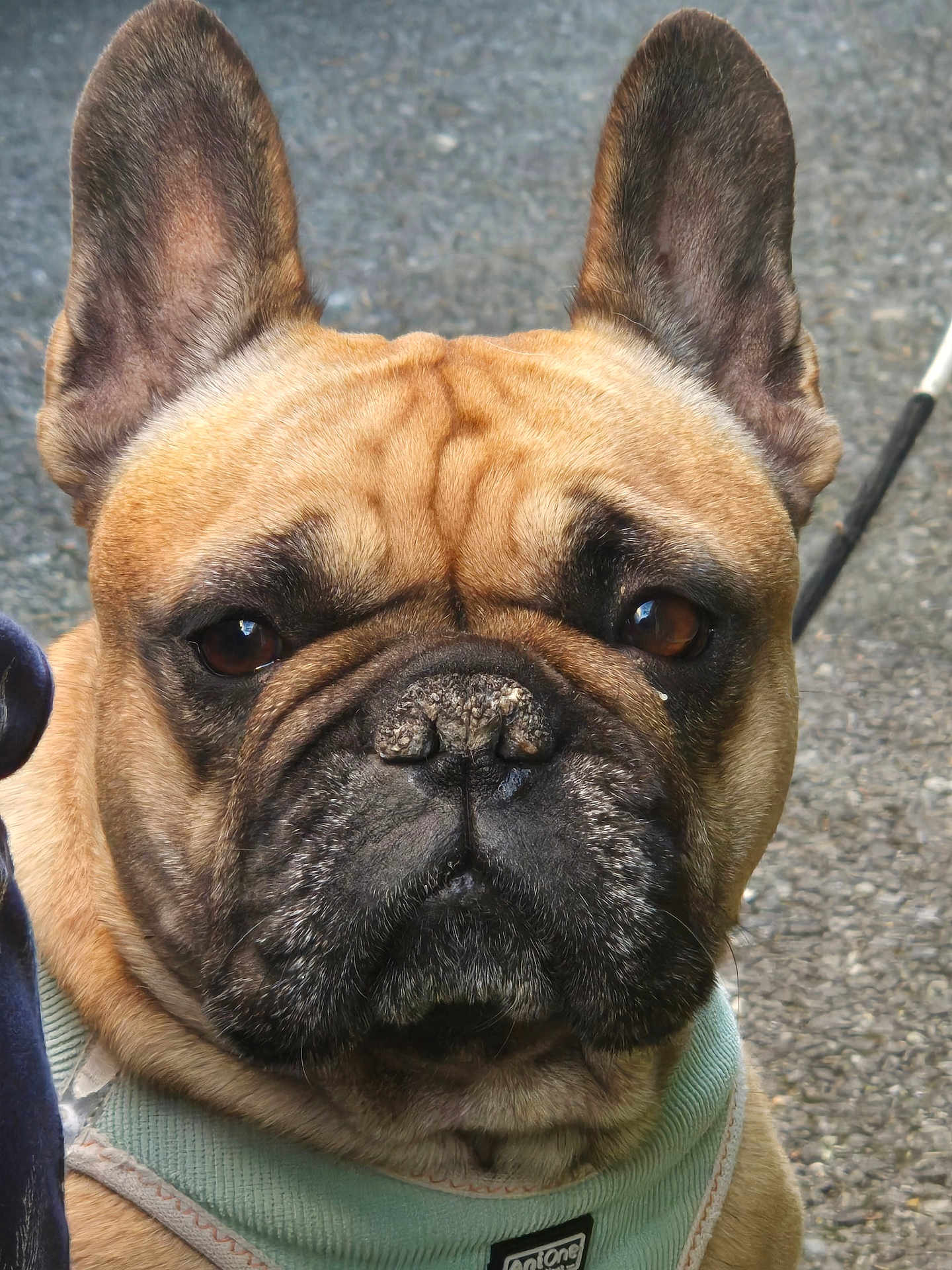 Perle a rejoint le concours — aidez-le/la à gagner de superbes lots ! dog, french_bulldog, pet, animal, close_up, portrait, ears, brown_fur, black_muzzle, harness, outdoor, pavement, canine, face, fur, leash, expression, alert, companion, cute