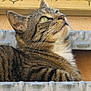 Filou participe au concours pour gagner de l'argent avec cette photo :