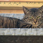 Filou participe au concours pour gagner de l'argent avec cette photo :