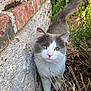 animal, brick_wall, cat, closeup, curious, feline, flowers, garden, gray_cat, green_eyes, nature, outdoor, pet, plants, stone_wall, sunlight, tail, walking, whiskers, white_cat