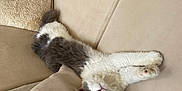 Winny participe au concours pour gagner de l'argent avec cette photo : angora, animal, armchair, blanket, cat, chair, chaise, couch, cushion, furniture, homedecor, kitten, knot, person, pet, pillow, sleeping