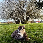 Winny participe au concours pour gagner de l'argent avec cette photo : animal, blossom, cat, feline, field, flowering_tree, fluffy, grass, green, leaf, nature, outdoor, pet, relaxing, rural, scenic, sky, summer, sunlight, tree
