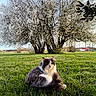 animal, blossom, cat, feline, field, flowering_tree, fluffy, grass, green, leaf, nature, outdoor, pet, relaxing, rural, scenic, sky, summer, sunlight, tree