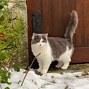 Winny participe au concours pour gagner de l'argent avec cette photo : cat, snow, outdoor, wooden_door, stone_wall, greenery, tail_up, curious, fluffy, gray_and_white, pet, animal, winter, nature, plant, door_hinge, walking, feline, cold, alert