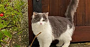 Winny participe au concours pour gagner de l'argent avec cette photo : alert, animal, cat, cold, curious, door_hinge, feline, fluffy, gray_and_white, greenery, nature, outdoor, pet, plant, snow, stone_wall, tail_up, walking, winter, wooden_door