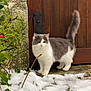 cat, snow, outdoor, wooden_door, stone_wall, greenery, tail_up, curious, fluffy, gray_and_white, pet, animal, winter, nature, plant, door_hinge, walking, feline, cold, alert