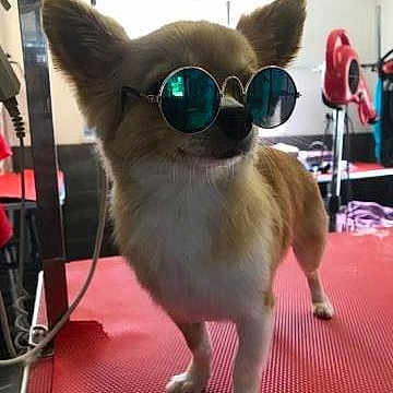 Hatchoum a rejoint le concours — aidez-le/la à gagner de superbes lots ! canidae, carnivore, chihuahua, companion_dog, dog, dog_breed, eyewear, fawn, glasses, goggles, mammal, pembroke_welsh_corgi, personal_protective_equipment, photo_caption, pomeranian, snout, sunglasses, toy_dog, vision_care, whiskers