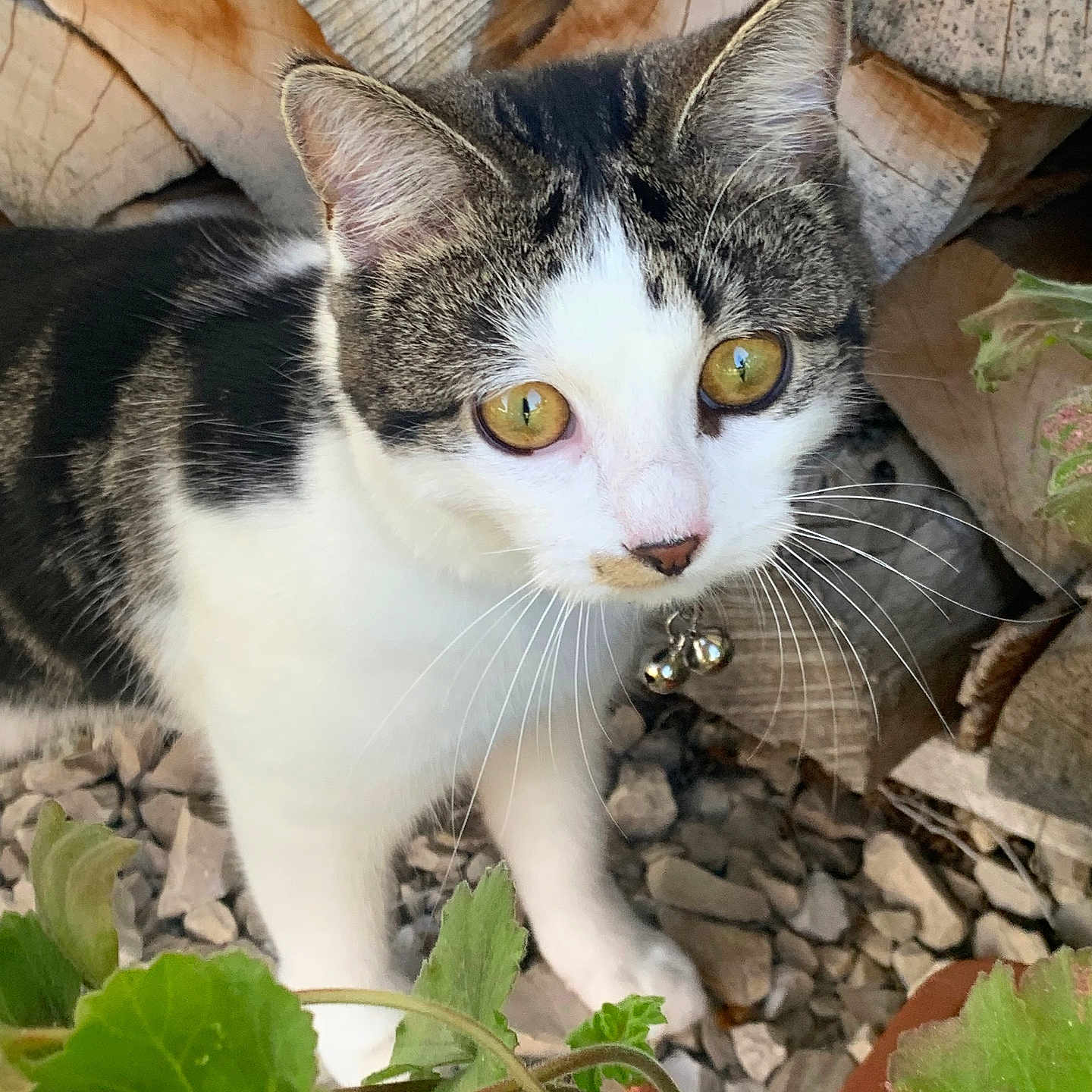 Joy a rejoint le concours — aidez-le/la à gagner de superbes lots ! abyssinian, animal, cat, flower, geranium, herbal, herbs, ivy, jar, kitten, leaf, manx, pet, plant, planter, pottedplant, pottery, rock, slate, soil