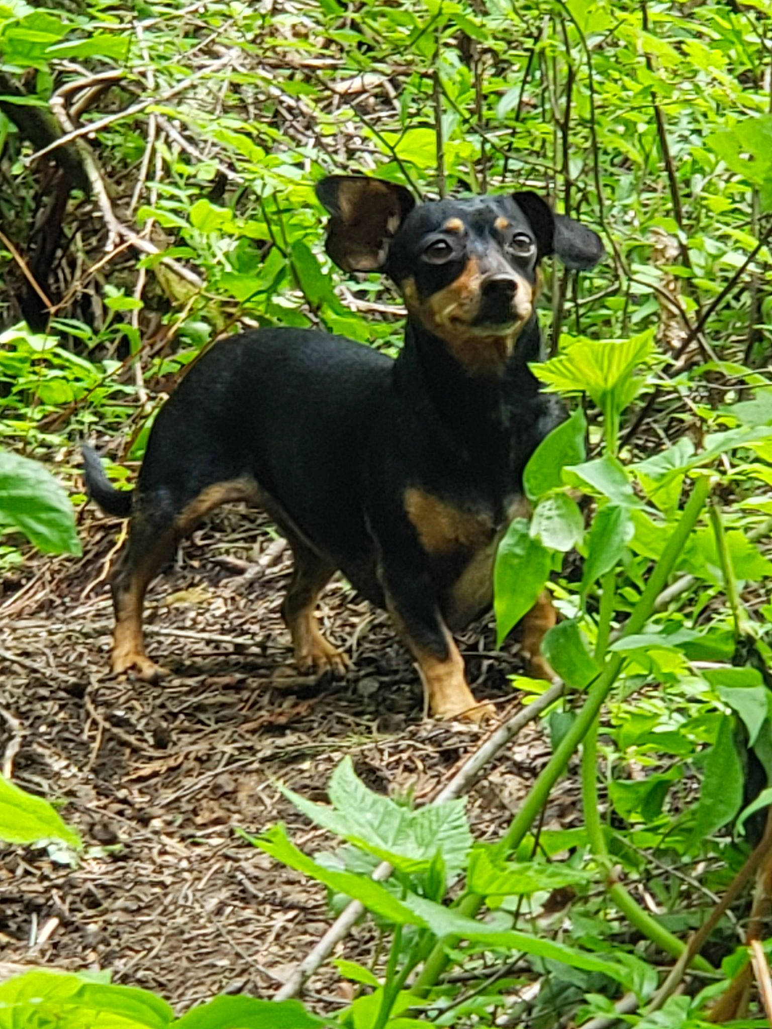 Chiwee is registered to the contest to win money with this photo: austrian_black_and_tan_hound, black_and_tan_terrier, canidae, carnivore, dog, dog_breed, english_toy_terrier, german_pinscher, hunting_dog, mammal, manchester_terrier, miniature_pinscher, pinscher, plant, prazsky_krysarik, rainforest, smaland_hound, toy_manchester_terrier, transylvanian_hound, vertebrate