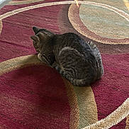 Mickey is registered to the contest to win money with this photo: animal, beige, brown, carpet, cat, cozy, curled_up, domestic_animal, fur, home, indoor, pattern, pet, quiet, red, resting, rug, sleeping, soft_texture, tabby_cat