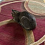 animal, beige, brown, carpet, cat, cozy, curled_up, domestic_animal, fur, home, indoor, pattern, pet, quiet, red, resting, rug, sleeping, soft_texture, tabby_cat