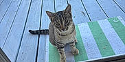Mickey joined the competition — help win amazing prizes! animal, cat, curious, daylight, domestic_cat, door_frame, feline, floor, glass_door, green, home, looking_up, outdoor, pet, striped, striped_mat, tabby_cat, waiting, white, wooden_deck