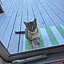 animal, cat, curious, daylight, domestic_cat, door_frame, feline, floor, glass_door, green, home, looking_up, outdoor, pet, striped, striped_mat, tabby_cat, waiting, white, wooden_deck