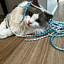 cat, fluffy, beads, blue, white, wooden_floor, playful, curious, pet, indoor, cute, animal, feline, relaxed, tangled, adorable, whiskers, pink_nose, fur, ears