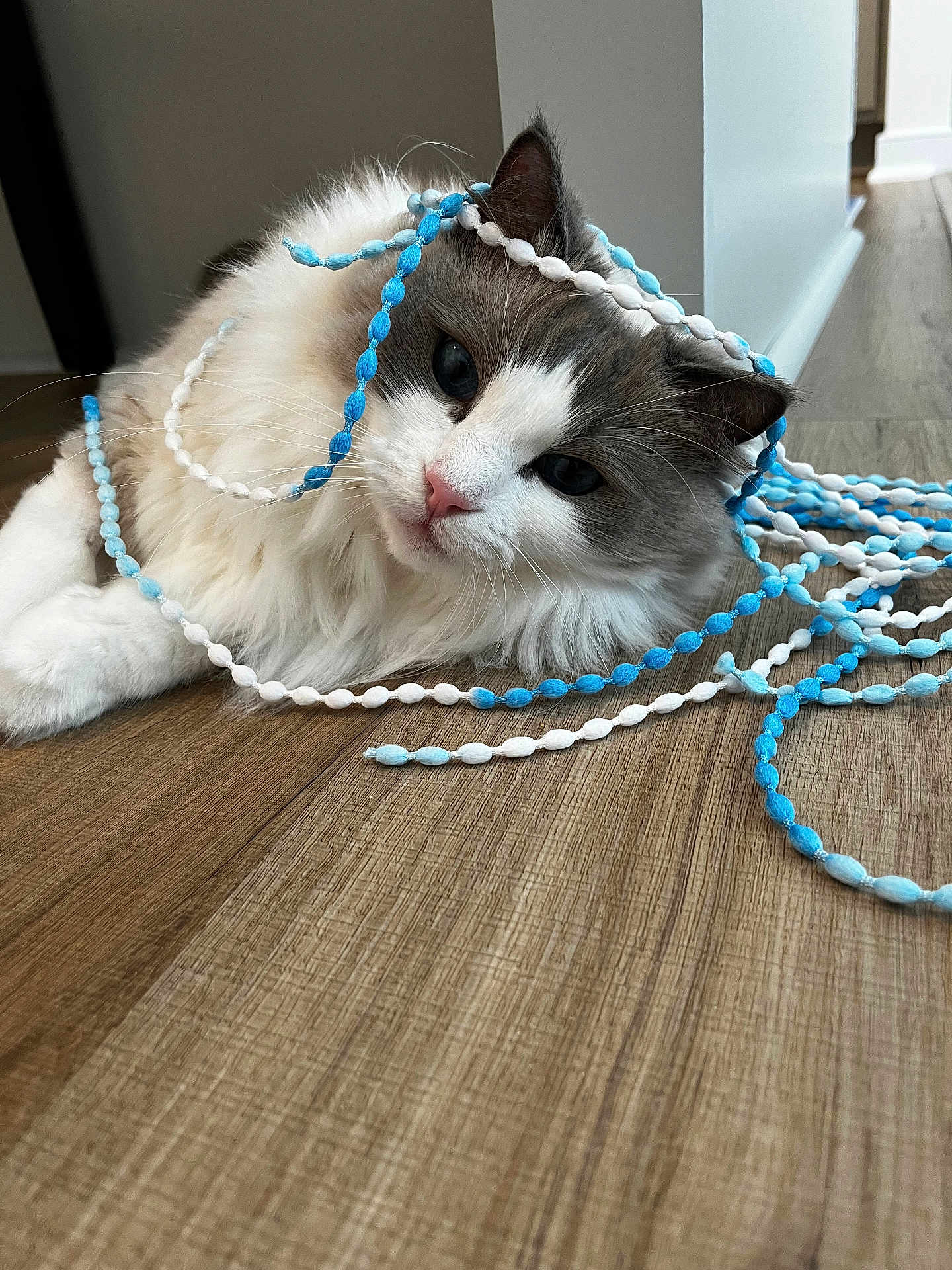 Queenie is registered to the contest to win money with this photo: cat, fluffy, beads, blue, white, wooden_floor, playful, curious, pet, indoor, cute, animal, feline, relaxed, tangled, adorable, whiskers, pink_nose, fur, ears