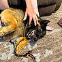 dog, german_shepherd, carpet, indoor, person, child, hand, foot, leash, pet, playing, happy, smiling, fur, animal, relaxing, home, couch, brown, floor