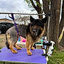 dog, german_shepherd, grooming, purple_table, outdoor, tree, grass, leash, pet, animal, fur, face, ears, tail, grooming_supplies, cloudy_sky, car, metal_frame, happy, standing