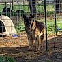 Rebel joined the competition — help win amazing prizes! dog, german_shepherd, fence, outdoor, yard, doghouse, grass, tree, sunlight, pet, animal, canine, nature, rural, wire_fence, daytime, curious, standing, backyard, brown
