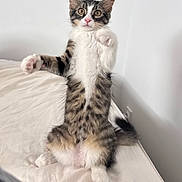 Bora participe au concours pour gagner de l'argent avec cette photo : cat, kitten, fluffy, fur, tabby, white_fur, gray_fur, pink_nose, blue_eyes, sitting, raised_paw, outstretched_paw, bed, bedroom, indoor, portrait, cute, playful, animal, pet