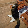 animal, black, brown, cartoon_cat, cat, cozy, curious, door, feline, floor_mat, fluffy, home, indoor, paw_prints, pet, relaxed, tail, welcome_mat, white, wooden_floor