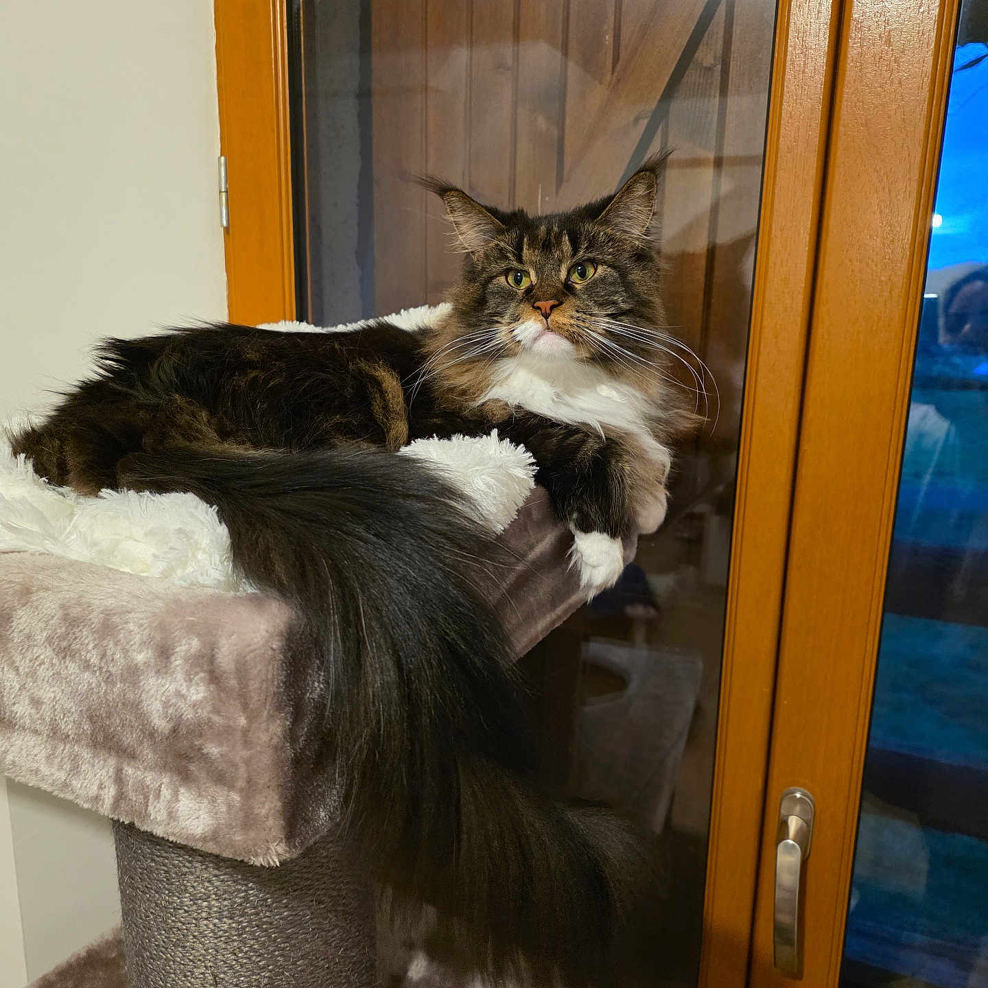 Venus participe au concours pour gagner de l'argent avec cette photo : animal, cat, cat_tree, cozy, domestic, dusk, feline, fluffy_tail, fur, glass_door, indoor, long_hair, pet, plush, relaxed, resting, twilight, whiskers, window, wooden_frame