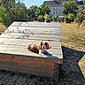 Bianca a rejoint le concours — aidez-le/la à gagner de superbes lots ! animal, bench, building, cavalier_king_charles_spaniel, daylight, dog, grass, happy, leash, nature, outdoor, park, pet, relaxing, shadows, sunny, tongue_out, trees, urban, wooden_platform