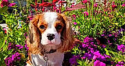 Bianca a rejoint le concours — aidez-le/la à gagner de superbes lots ! animal, blue_sky, cavalier_king_charles_spaniel, colorful, cute, dog, flower_garden, garden_bed, green_leaves, leash, nature, outdoor, pet, pink_flowers, plant, puppy, purple_flowers, small_dog, summer, sunlight